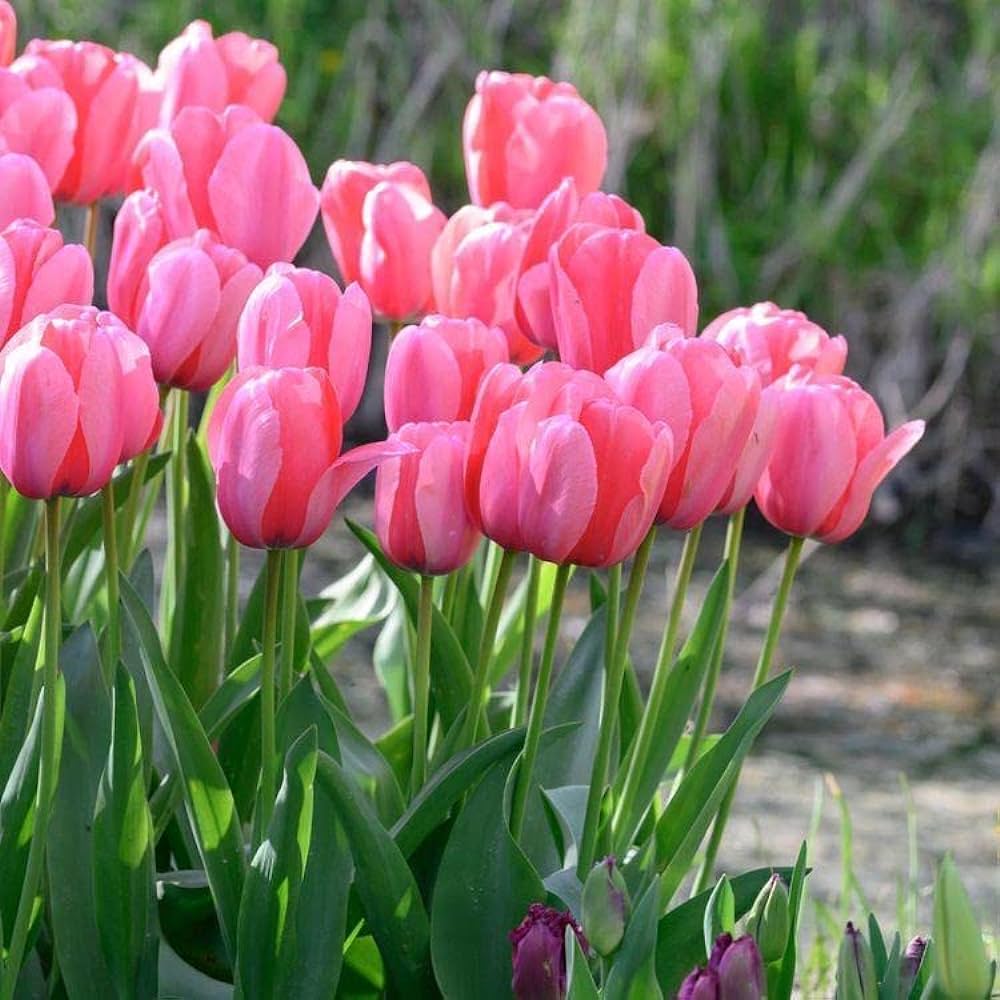 The symbolism and colour meaning of tulips