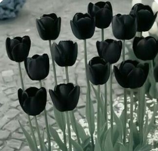 10 Black Flowers That Will Add Drama to Your Garden