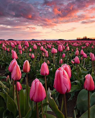 Your Guide to Planning, Planting, and Growing Tulips